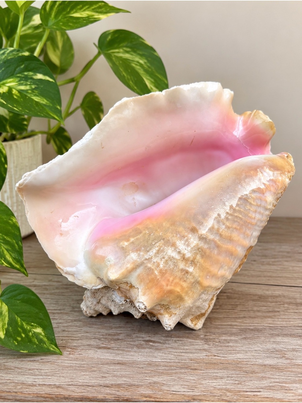 Queen Conch SeaShell